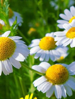 Samen ECHTE KAMILLE (Matricaria chamomilla) heimische Heilpflanze Naturgarten - Stuttgart