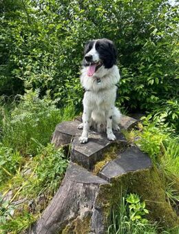 Da Vinci - der Imposante - Elsdorf (Nordrhein-Westfalen)