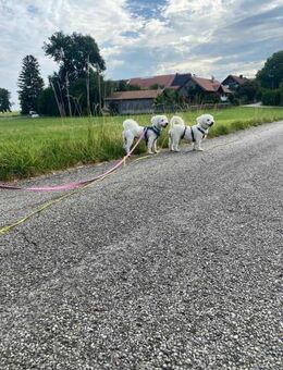Nala - anhänglich&verschmust - Löwenberger Land