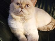 Wir suchen für unsere geliebte Katze neue liebevolle Besitzer. - Stuttgart