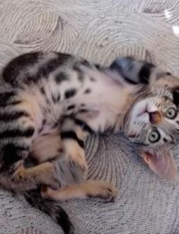 Giota aus dem Tierschutz - Grevenbroich