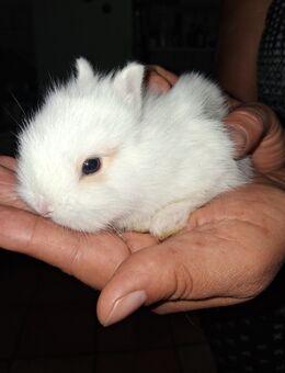 Familienfreundliche Löwenkopfkinder 🐰🐇 - Eschweiler Zentrum