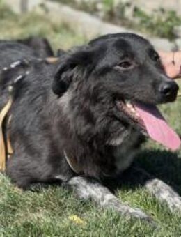 Ivy - voller Energie und Lebensfreude! - München