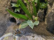 Brachypelma hamorii mit schönem Exoterra-Terrarium - Künzell