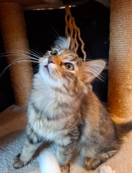 Katzen Maine Coon Mix W - Renchen