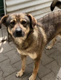 KALLE - liebevoll und sozial - Weilheim (Oberbayern)