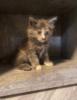 Maine Coon mix - Worms