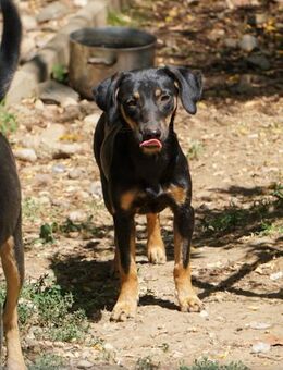 Smilla sucht ihr -Für-immer-Zuhause- - Schwabach