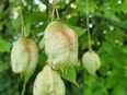 Pimpernuss (Staphylea pinnata), Rosenkranzstrauch, Blasennuss in 88263