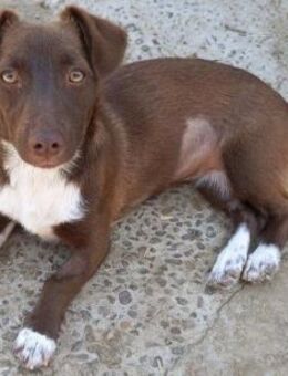 NANNI - 35 cm und voller Hoffnung - Weilheim (Oberbayern)