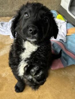 CARLO sehnt sich nach menschlicher Nähe! - Korschenbroich