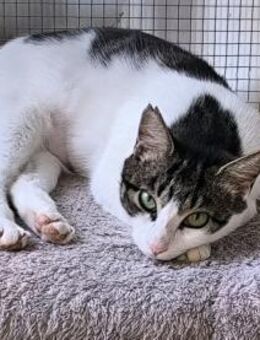 Angela liebevolle Jungkatze sucht DICH - Walluf