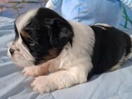 Havaneser Shihtzu Welpen suchen verantwortungsbewusste Familien - Lüdinghausen