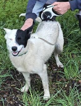 MONOKEL toller Familienhund - Gelnhausen