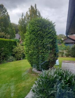 Lebensbaum Thuja Zypresse 3m Höhe 2,50m Breite - Quickborn (Landkreis Pinneberg)