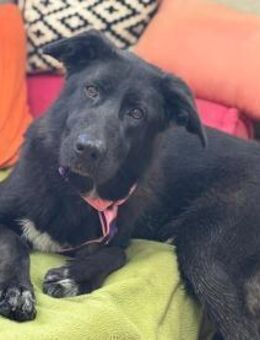 Mulan - unsere Powermaus sucht Dich - Gerlingen