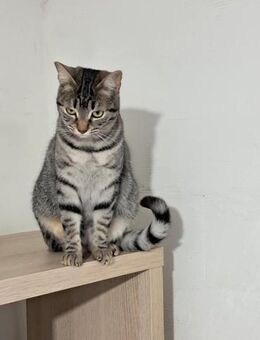 💜 Zauberhafte Katze Kitty 💜 - Eislingen (Fils)