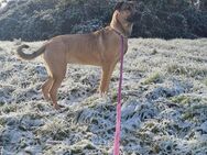 Schäferhund mischling - March
