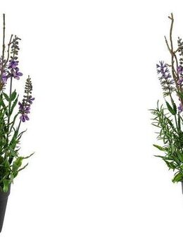 Kunstblume Lavendel im Topf Lavendel, Creativ green, Höhe 35 cm