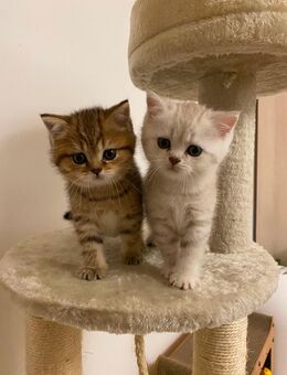 Wunderschöne BKH-Kitten in der Farbe Tabby abzugeben - Bochum Hiltrop