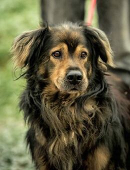 Zordon von kettenlos - Bollingstedt