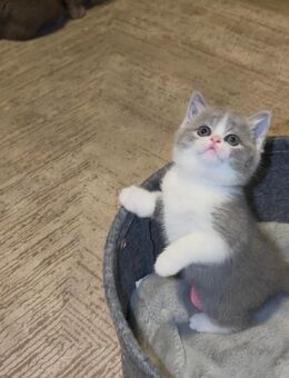 2 zuckersüße Bkh Kitten suchen noch ein Zuhause - Bochum Höntrop