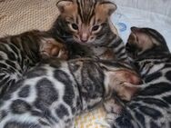 Bengal baby Katze 850 - Frankfurt (Main) Zeilsheim