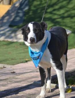 Silo ist ein freundliches Kraftpaket - Tübingen