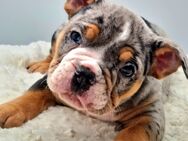 Old english bulldog, OEB, Welpen , Hündin - Kassel