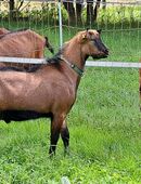 BDE Ziegen, Ziegen in Milch und 2 gekörte Jungböcke aus Herdbuchzucht in 84307