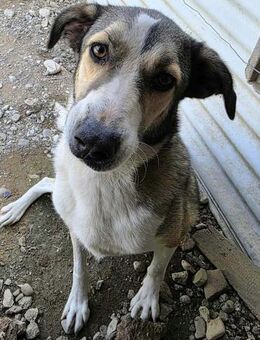 Emma wartet auf ihre Menschen! - Oberhausen