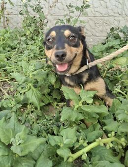 JADE-VI. lustig und lieb - Neustadt (Rübenberge)