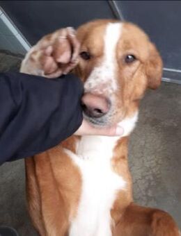 BOLAS 💙 sanfter Riese mit Herz aus Gold - Fahrenzhausen