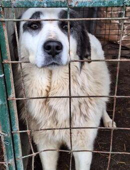 Mojo - ein stattlicher Teddybär - Willich