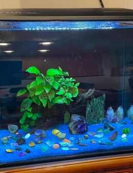 Fluval Flex Aquarienset 57l schwarz, inkl. Fische u. Garnele - Leverkusen