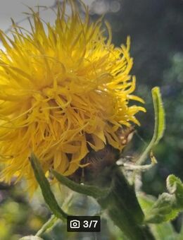 Riesen- Flockenblume, Großköpfige Flockenblume (Centaurea macrocephala) - Horgenzell