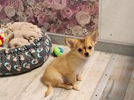 Reinrassige Chihuahua Welpen(Rüde)mit Ahnentafel - Köthen (Anhalt)