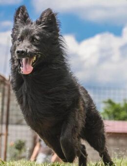 MIKICA - liebevoll, freundlich, sanft - Linden (Hessen)