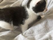 Kitten suchen ab sofort ein neues Zuhause - Bottrop