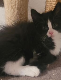Maine Coon Kuschelkitten - Bremerhaven