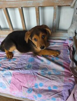 Oreo - Welpe sucht liebevolles Zuhause - Hausen (Würzburg)