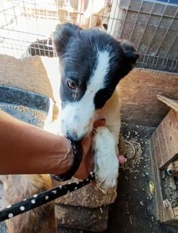 Bonita; bereit für Abenteuer - Geilenkirchen