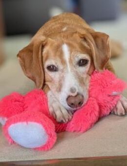 Nala sucht ein neues zu Hause. - Hagen (Stadt der FernUniversität)