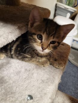 Kitten, Katzenbabys - Postbauer-Heng (Markt)