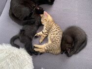Süße Kitten in gute Hände abzugeben - Delmenhorst