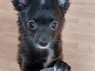 Kuschelweicher chihuahua kleinspitz (pomchi) mix rüde sucht ein schönes liebevolles zuhause - Mörfelden-Walldorf
