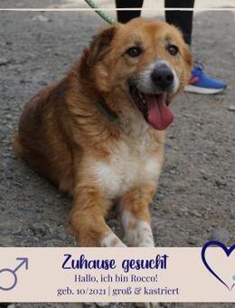 Rocco - Herz für grossen tollen Hund - Philippsburg