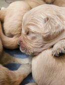 Golden Retriever Welpen suchen ein tolles Zuhause in 23714
