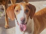 ♥Rosie♥ liebevolle, aktive Bracken-Lady - Hamburg