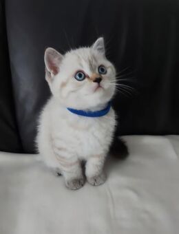 Süße BKH-Kitten, geb. 18.05.2025 - Nürnberg